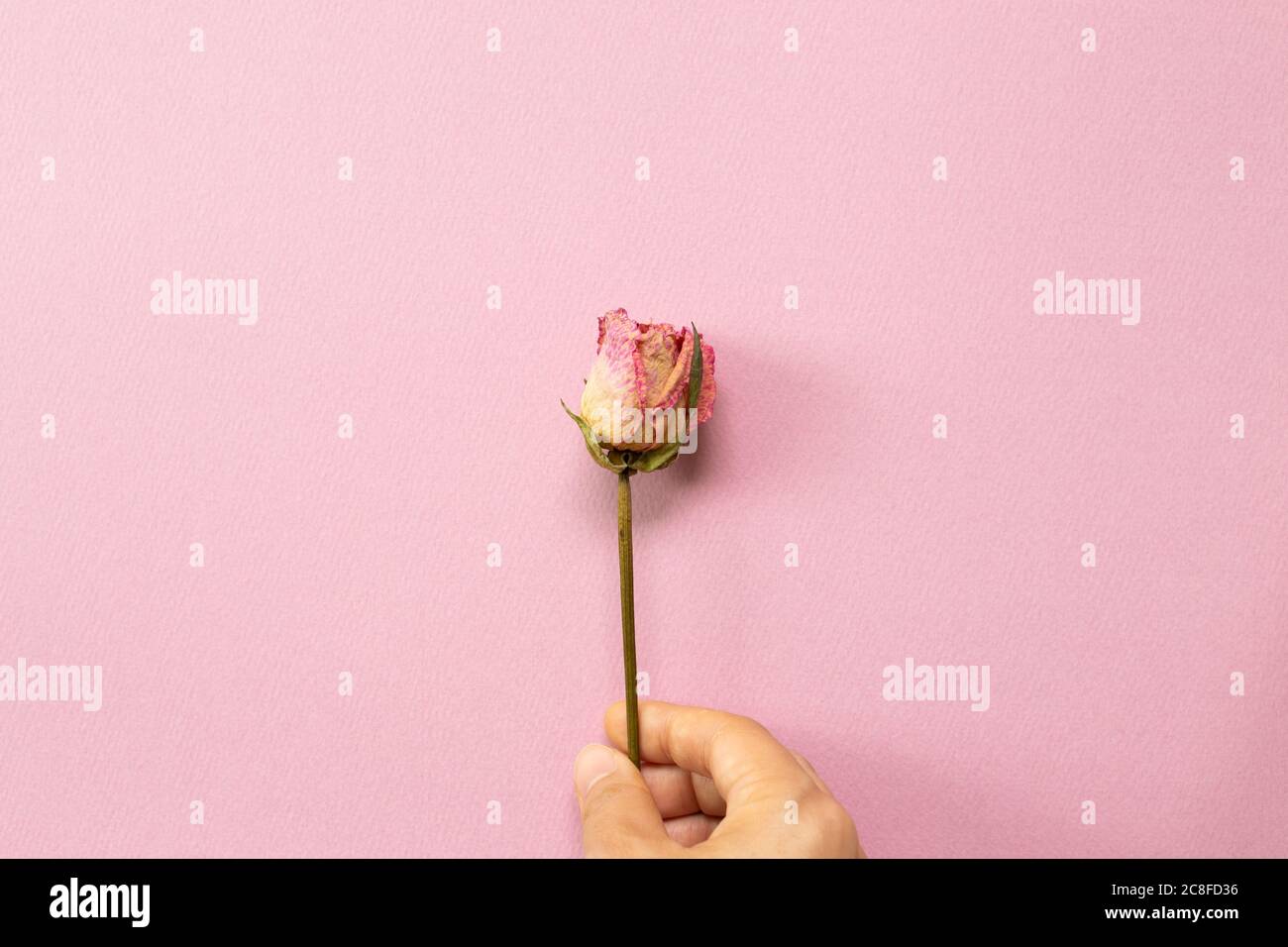 Hand der Halten trocken rosa Rose Blume auf rosa Hintergrund. Flach legen, Draufsicht, Copy Space Stockfoto