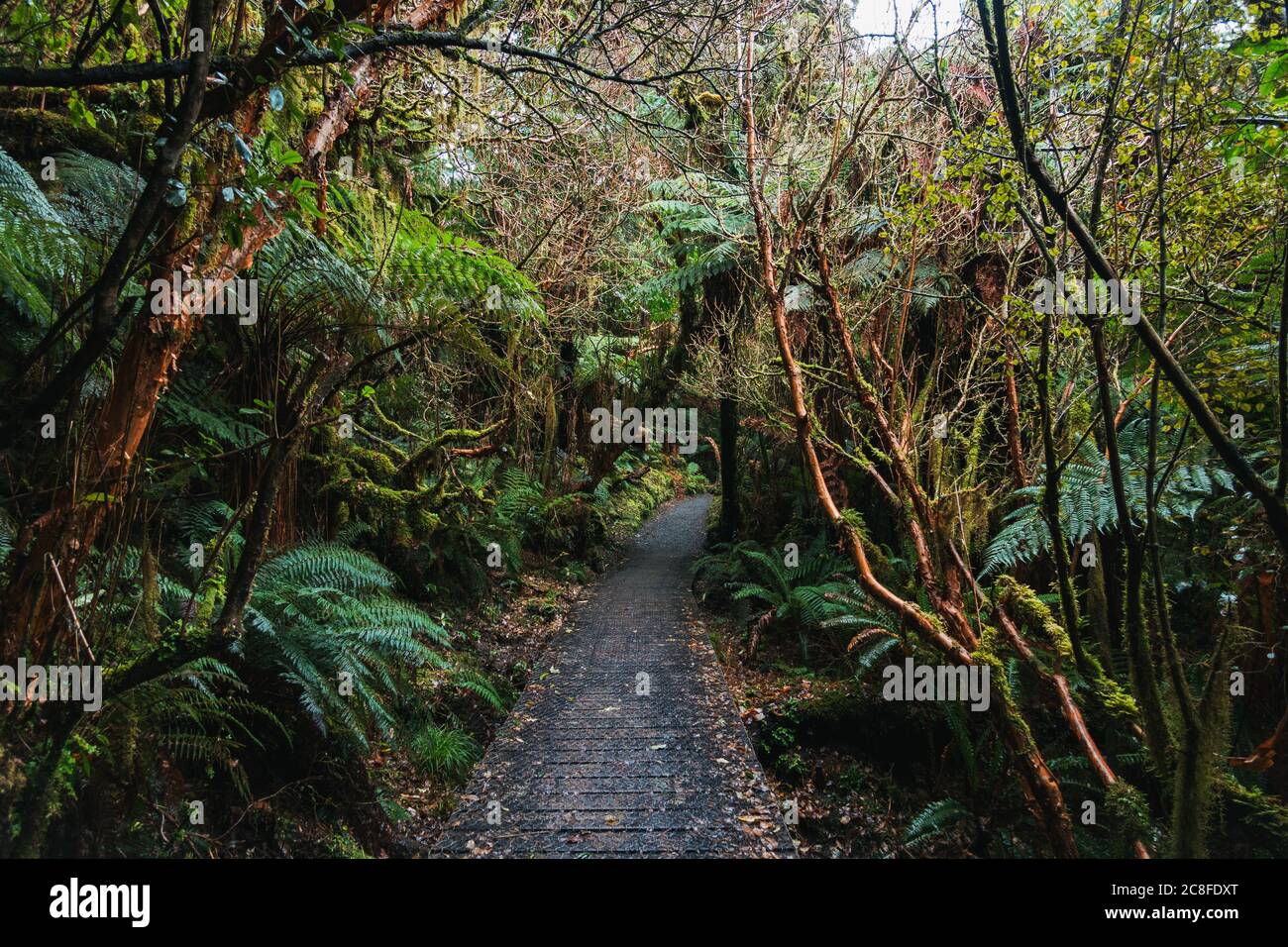 Der üppige Wald auf dem McLean Falls Wanderweg, Caitlins Forest Park, Neuseeland Stockfoto