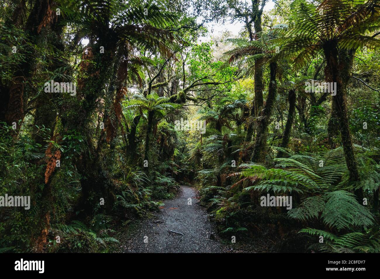 Der üppige Wald auf dem McLean Falls Wanderweg, Caitlins Forest Park, Neuseeland Stockfoto