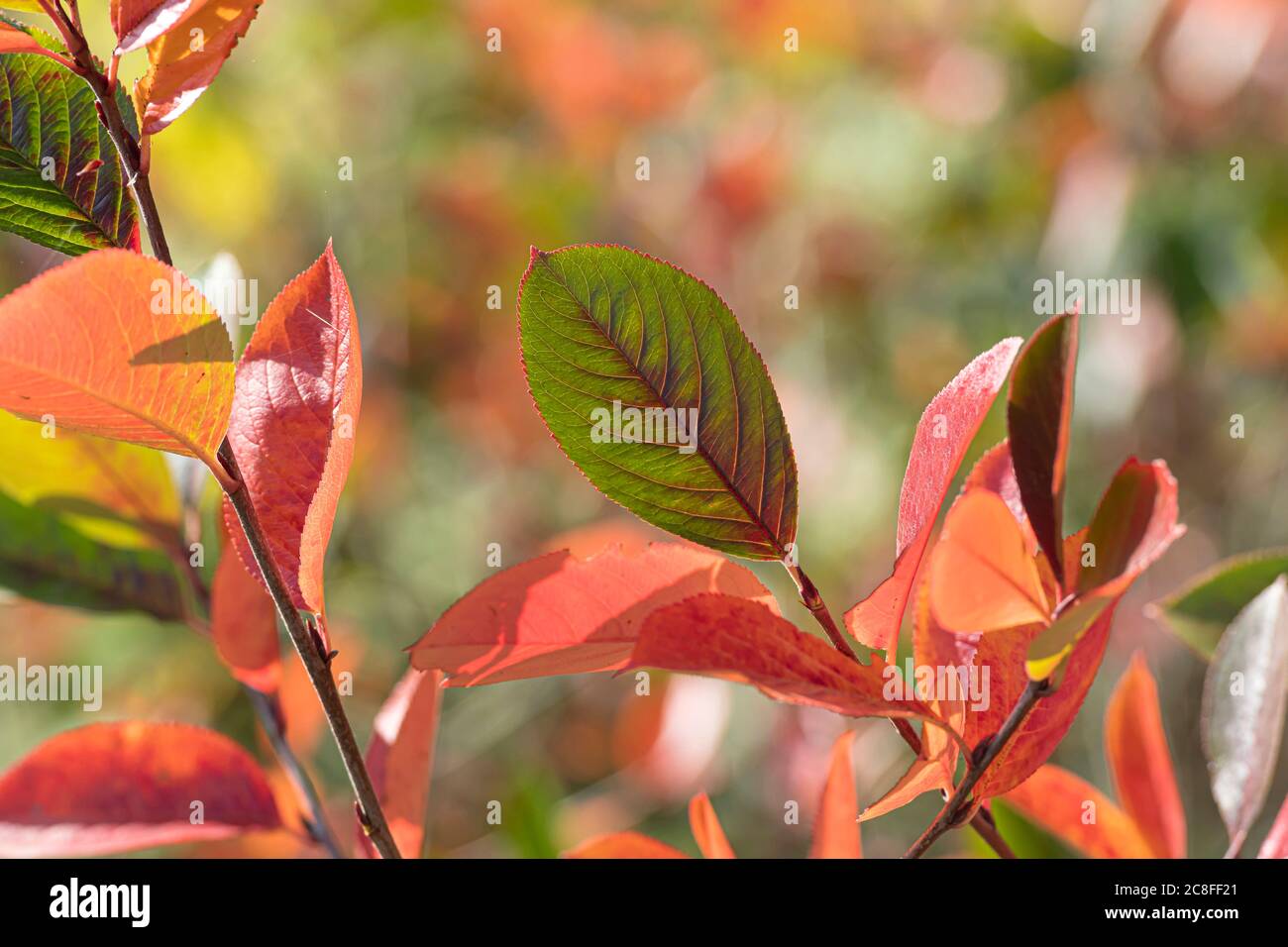 Schwarze Johannisbeere (Aronia melanocarpa, Photinia melanocarpa), Blätter im Herbst, Deutschland, Berlin Stockfoto