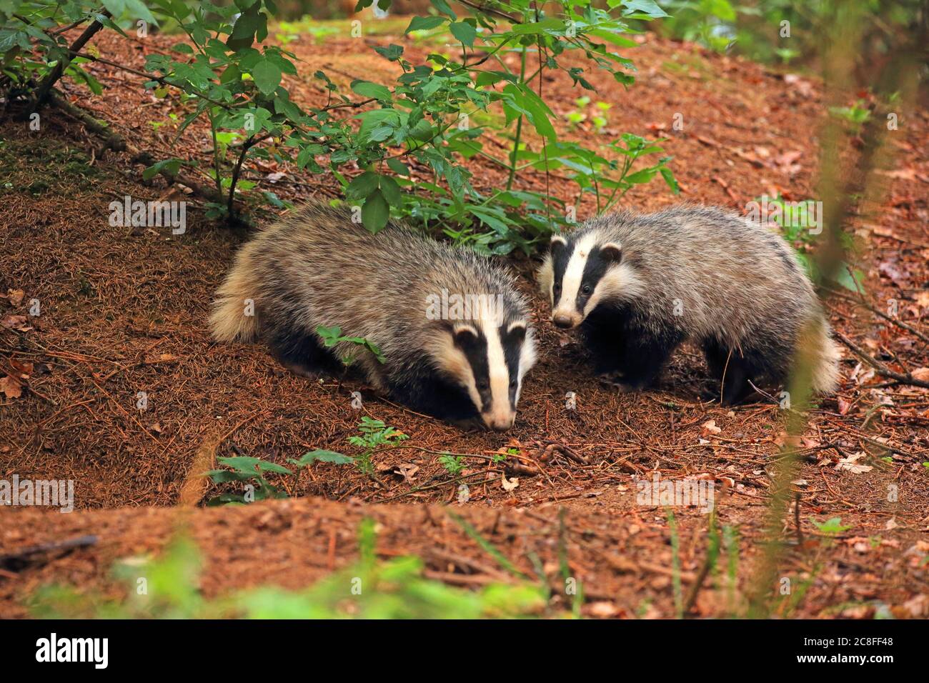 Altweltdachse, Eurasischer Dachs (Meles meles), zwei junge Dachse vor ihrer Höhle in einem Wald, Deutschland, Sachsen Stockfoto