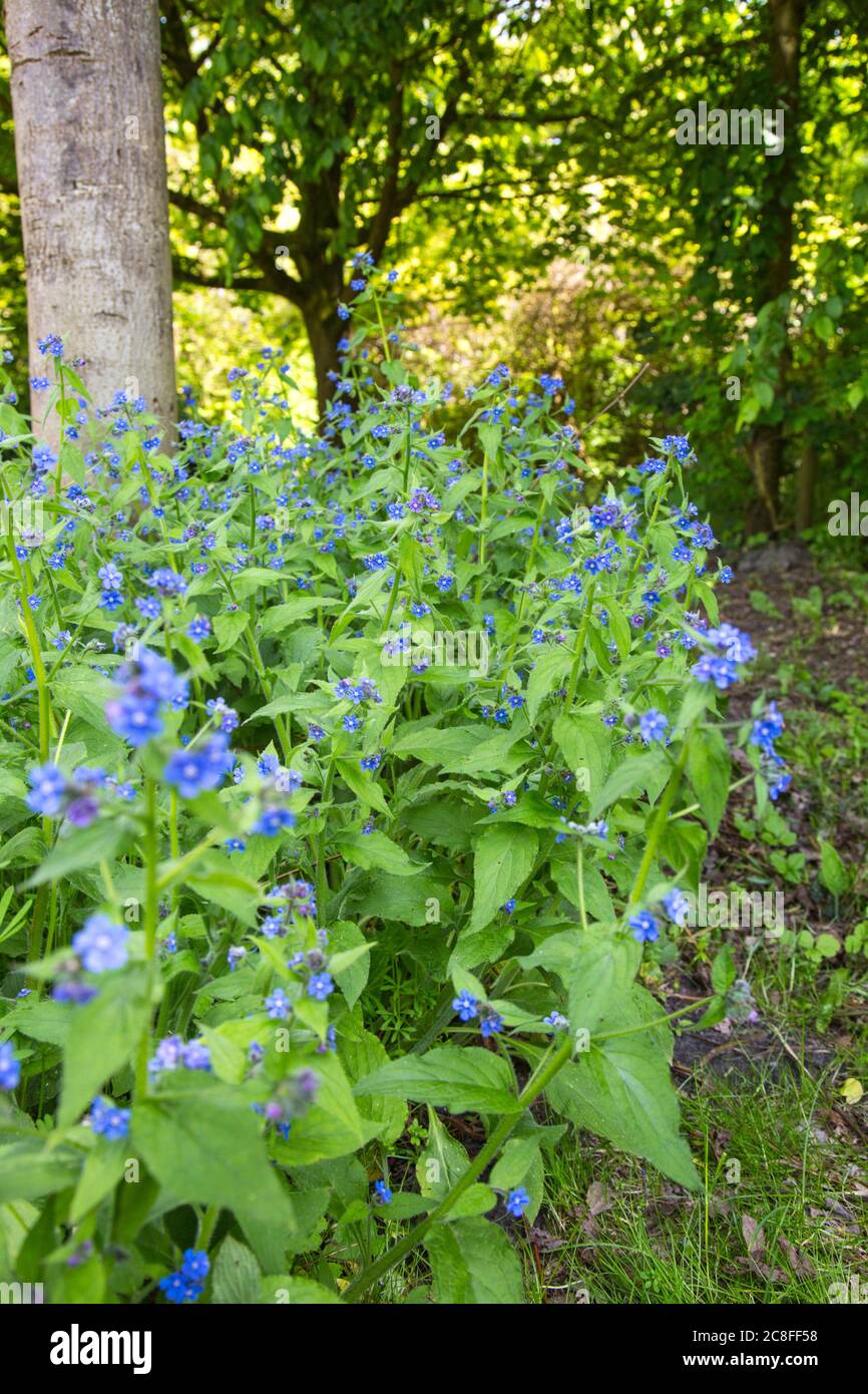 Grüner Alkanet, immergrüner Bugloss, Alkanet (Pentaglottis sempervirens), blühend, Niederlande, Drenthe Stockfoto
