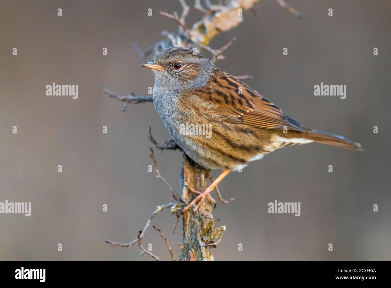 Dunnock (Prunella modularis), auf einem Zweig, Italien, Stagno di Peretola Stockfoto