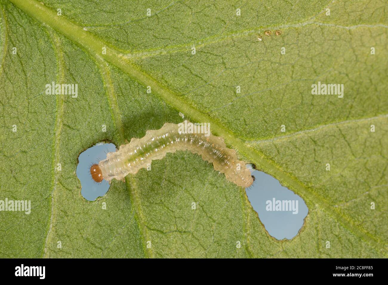 Rosensawfly (Arge ochropus), auf einem Rosenblatt mit Nährstoffspuren, Deutschland Stockfoto