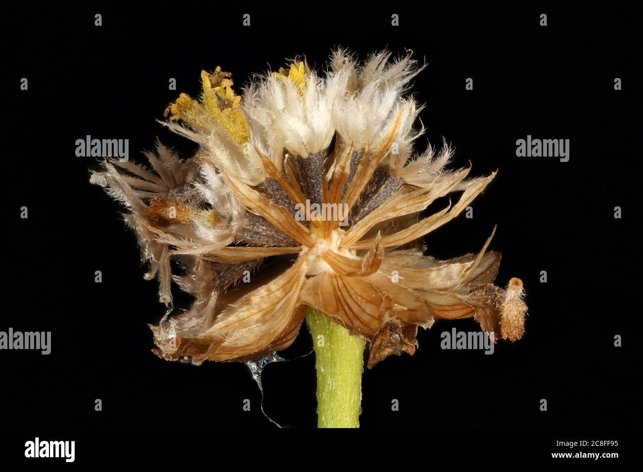 Gallant Soldier (Galinsoga parviflora). Fruchtkapitulum Nahaufnahme Stockfoto