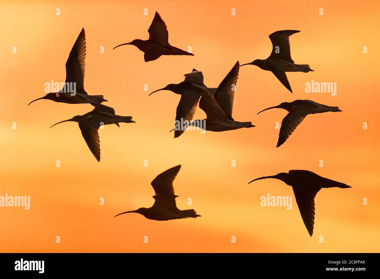 westliche Eisstockkäfer (Numenius arquata), fliegende Herde gegen einen atemberaubenden orangen Himmel bei Sonnenaufgang, Italien, Lago di Massaciuccoli Stockfoto