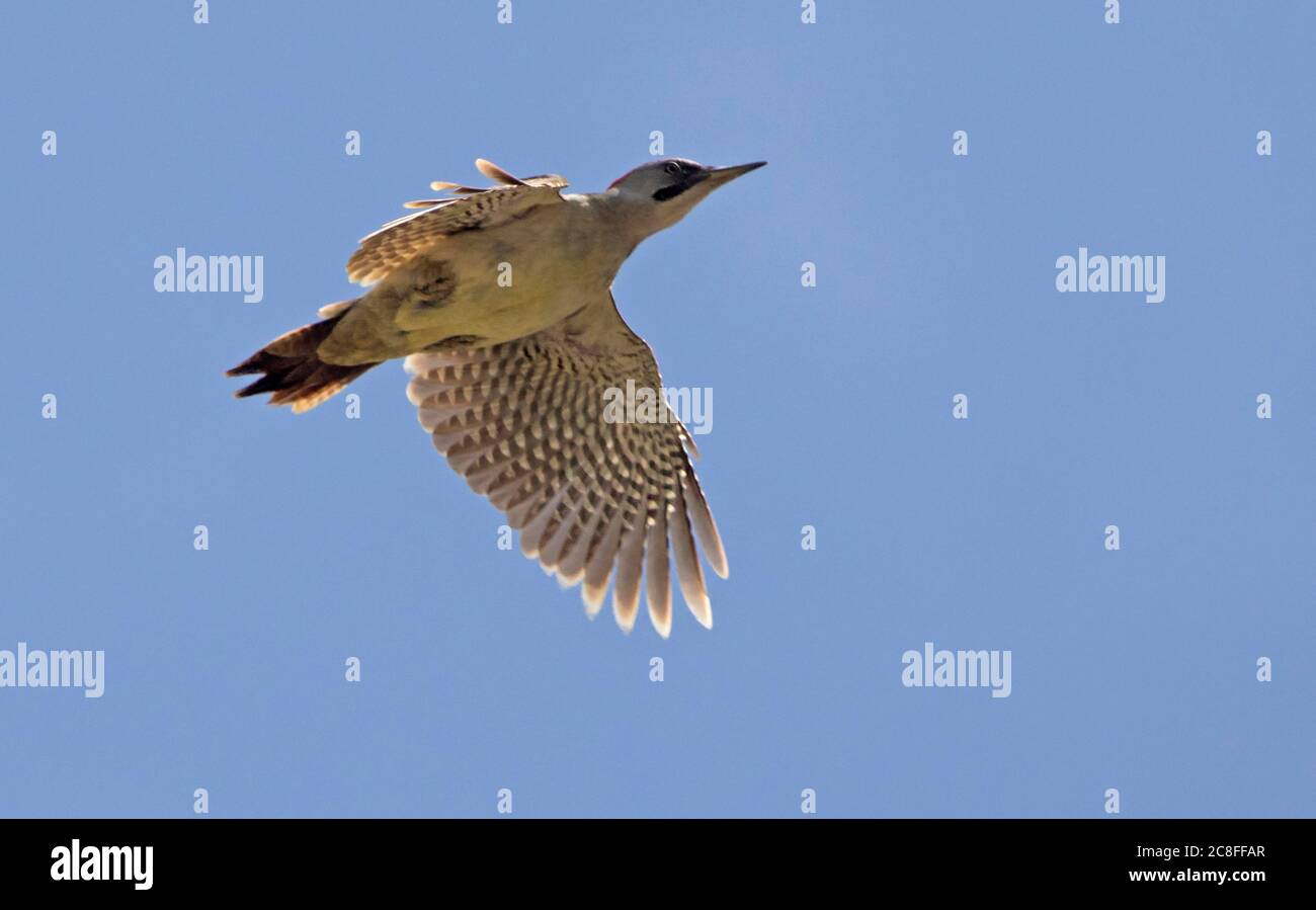 Iberischer Grünspecht, iberischer Specht (Picus viridis sharpei, Picus sharpei), im Flug, von unten gesehen, Spanien Stockfoto