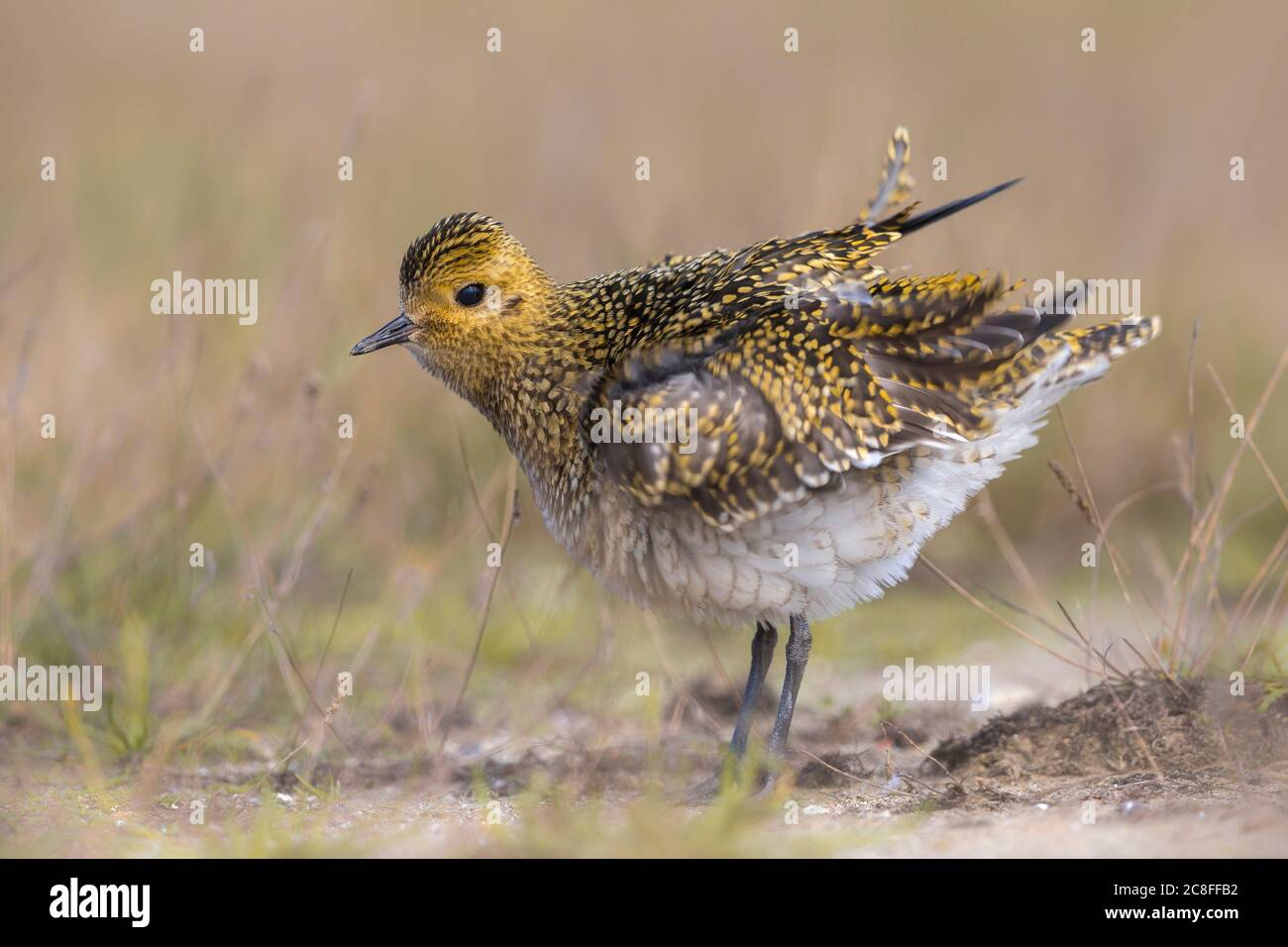 Europäischer Goldener Pfusch (Pluvialis apricaria), Sitzstangen auf dem Boden und Federn schüttelnd, Seitenansicht, Italien, Porto di Viareggio Stockfoto