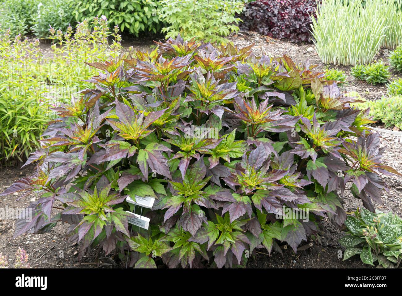 Hibiscus (Hibiscus 'Midnight Marvel', Hibiscus Midnight Marvel), Blätter von Sorte Midnight Marvel Stockfoto