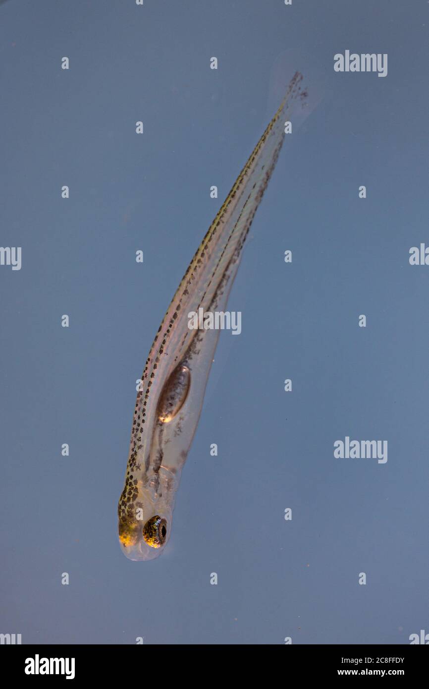 nase (Chondrostoma nasus), Larve nach der ersten Einnahme, Deutschland Stockfoto