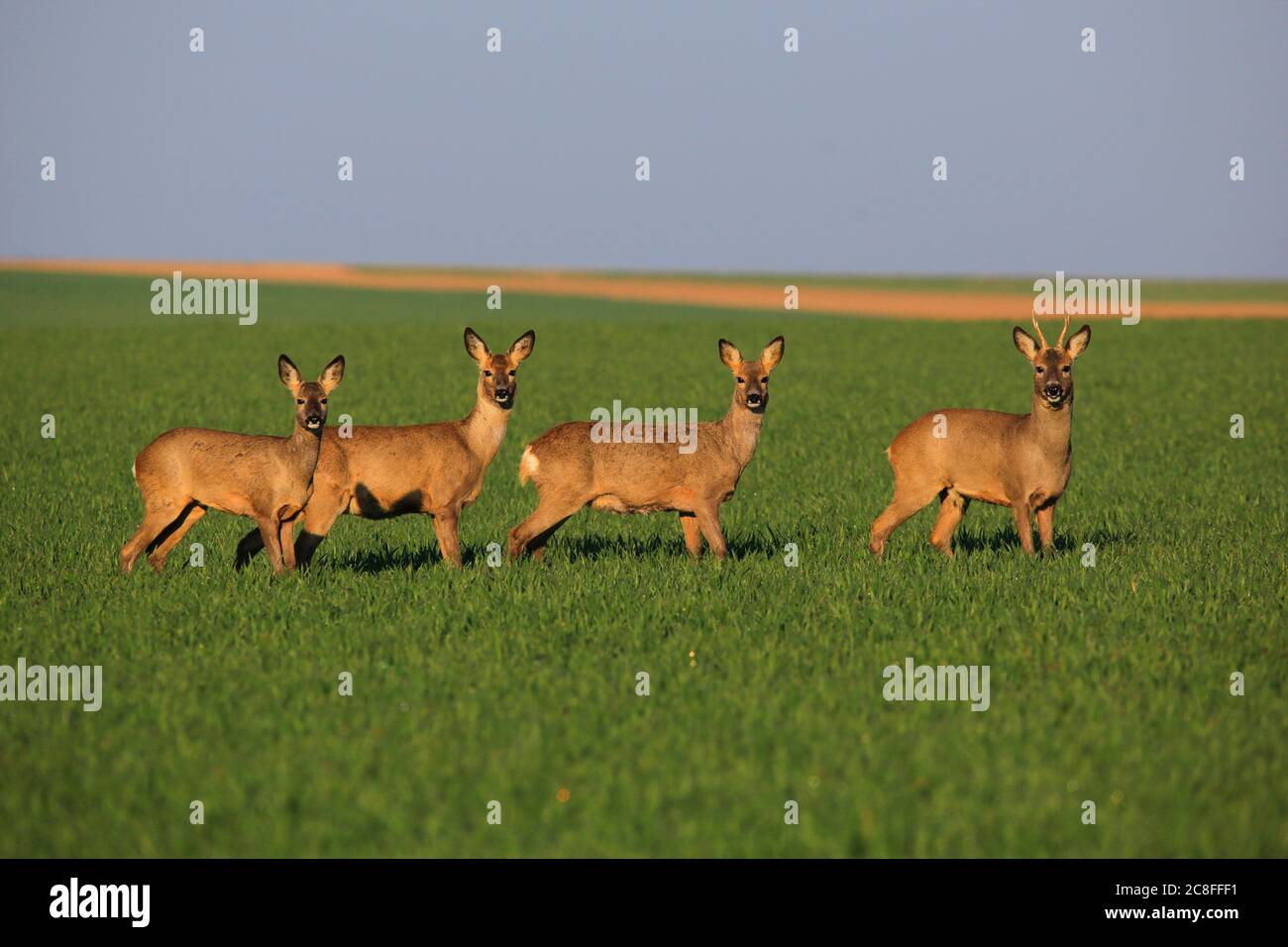 Rehe (Capreolus capreolus), Gruppe von Rehen auf einem Feld im Frühjahr, Deutschland, Baden-Württemberg Stockfoto