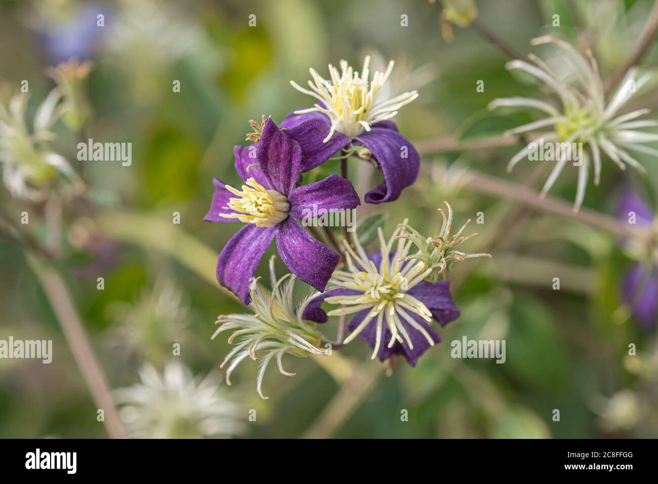 junggebäckter (Clematis x aromatica, Clematis 'Aromatica', Clematis Aromatica), Blüten Stockfoto