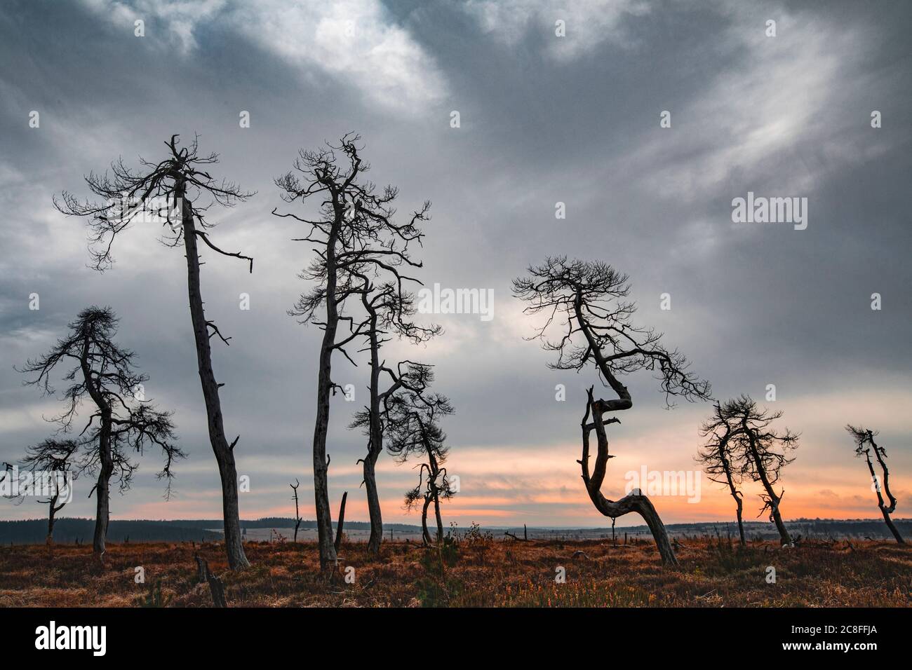 Skelettbäume am Noir Flohay im Herbst, Belgien, Wallonie, Noir Flohay, Hochfene, Baraque Michel Stockfoto