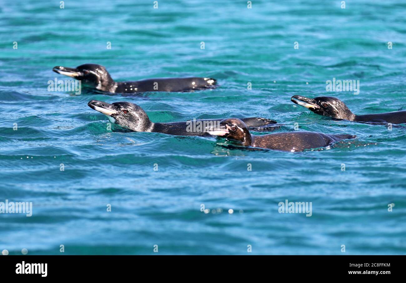 Galapagos Pinguin (Spheniscus mendiculus), Schwimmen im Meer, Ecuador, Galapagos Inseln Stockfoto