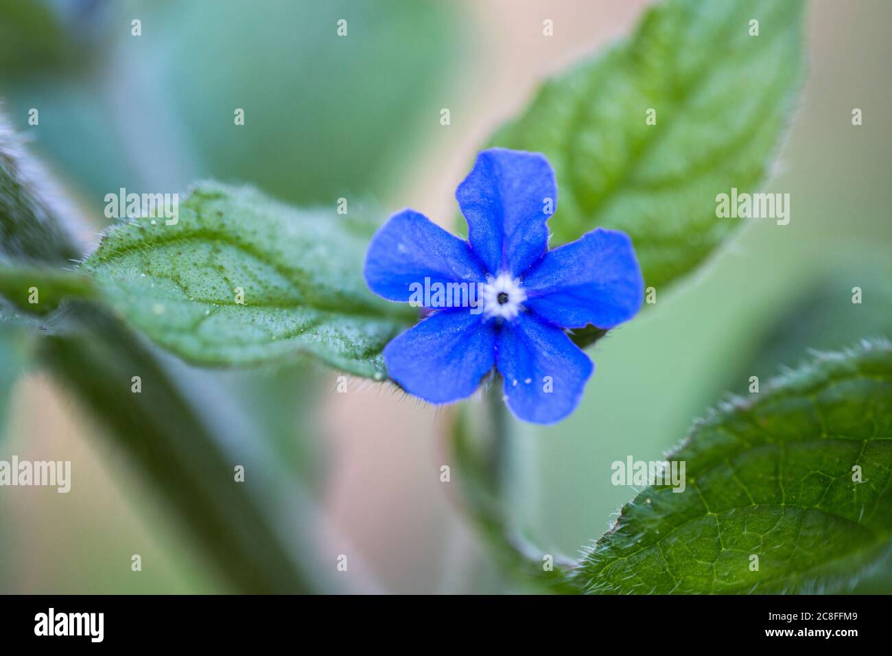 Grüne Alkanette, immergrüner Bugloss, Alkanet (Pentaglottis sempervirens), Blume, Niederlande, Drenthe Stockfoto