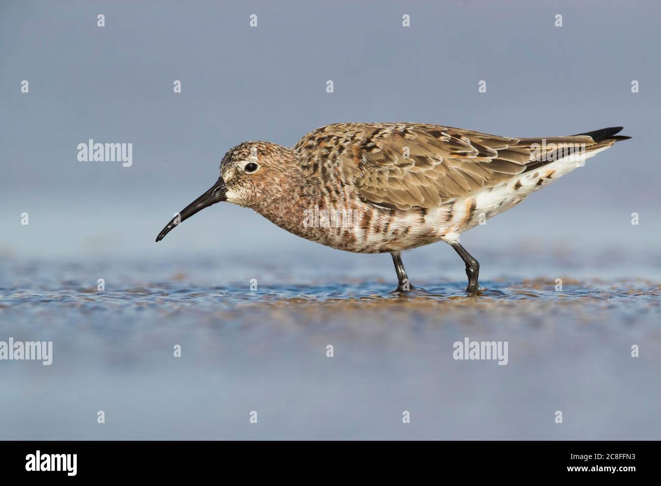 Curlew Sandpiper (Calidris ferruginea), im Regen gemacht Straßenrand Teich, mausing im Sommer Gefieder, Marokko, Westsahara, Dakhla-Oued Ed Dahab Stockfoto