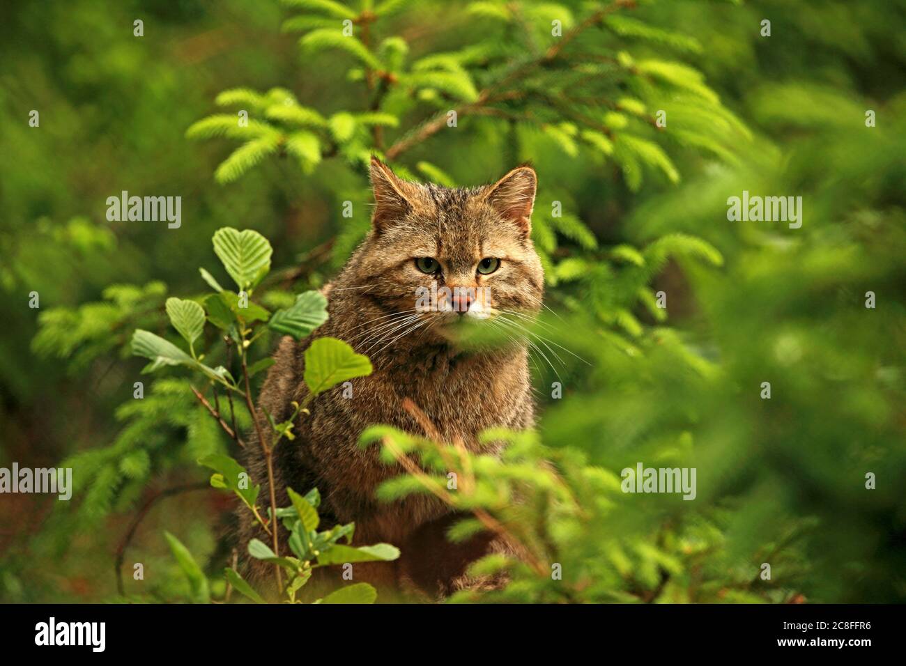 Wildkatze (Felis silvestris), Blick aus der Deckung in einem Wald, Vorderansicht, Deutschland Stockfoto