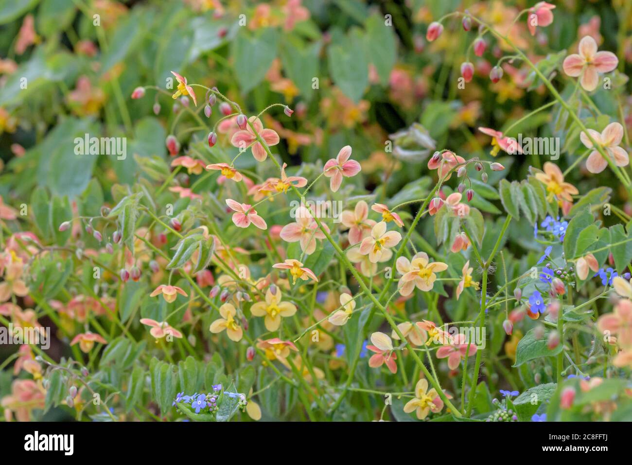 Elfenblume (Epimedium pubigerum 'Orangenkönigin', Epimedium pubigerum Orangenkönigin), Blüten der Sorte Orangenkönigin Stockfoto