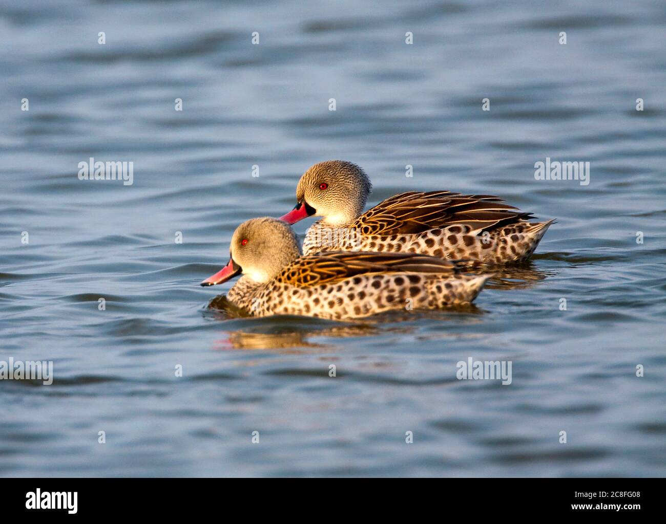 Kap teal (Anas capensis), schwimmendes Paar, Seitenansicht, Namibia Stockfoto