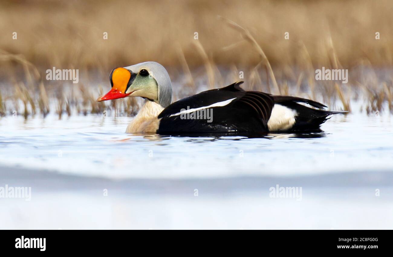 Königseider (Somateria spectabilis), Männchen schwimmen in der Tundra-Becken während der kurzen Brutsaison, USA, Alaska Stockfoto