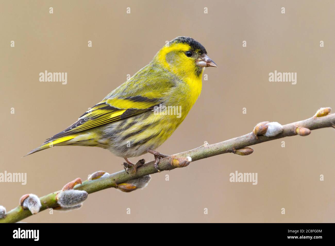 Fichtensikin (Spinus spinus, Carduelis spinus), Männchen auf einem Ast, Italien, Oasi della Querciola Stockfoto