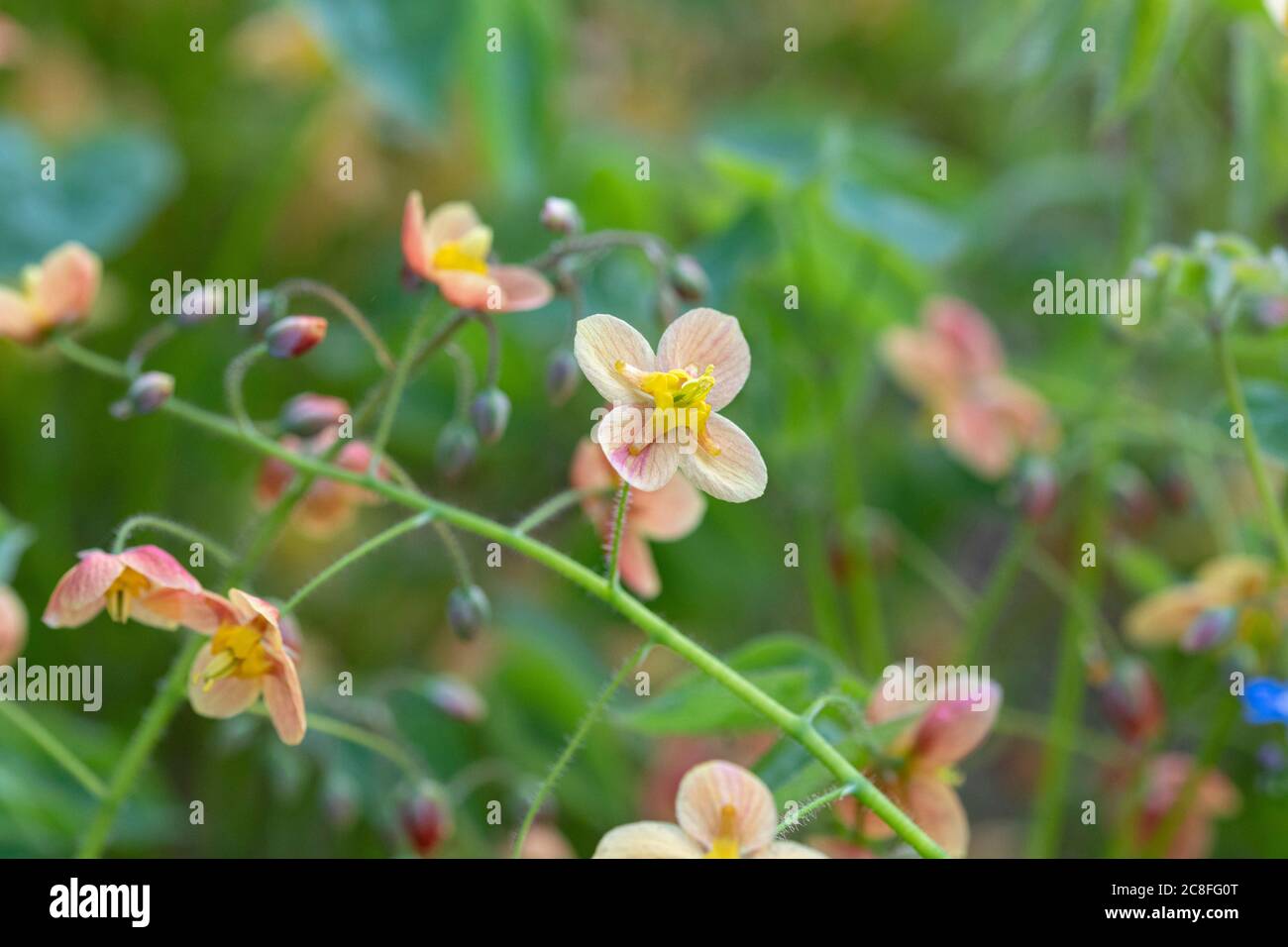 Elfenblume (Epimedium pubigerum 'Orangenkönigin', Epimedium pubigerum Orangenkönigin), Blüten der Sorte Orangenkönigin, Deutschland, Sachsen Stockfoto