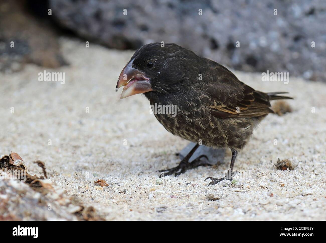 Große Bodenfink (Geospiza magnirostris), auf dem Boden zu suchen., Ecuador, Galapagos Inseln Stockfoto