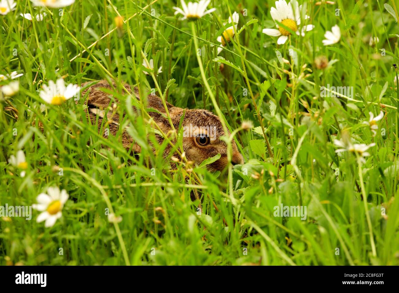 Europäischer Hase, Brauner Hase (Lepus europaeus), junger Hase, der sich ins Gras quetscht, Seitenansicht, Deutschland, Sachsen Stockfoto