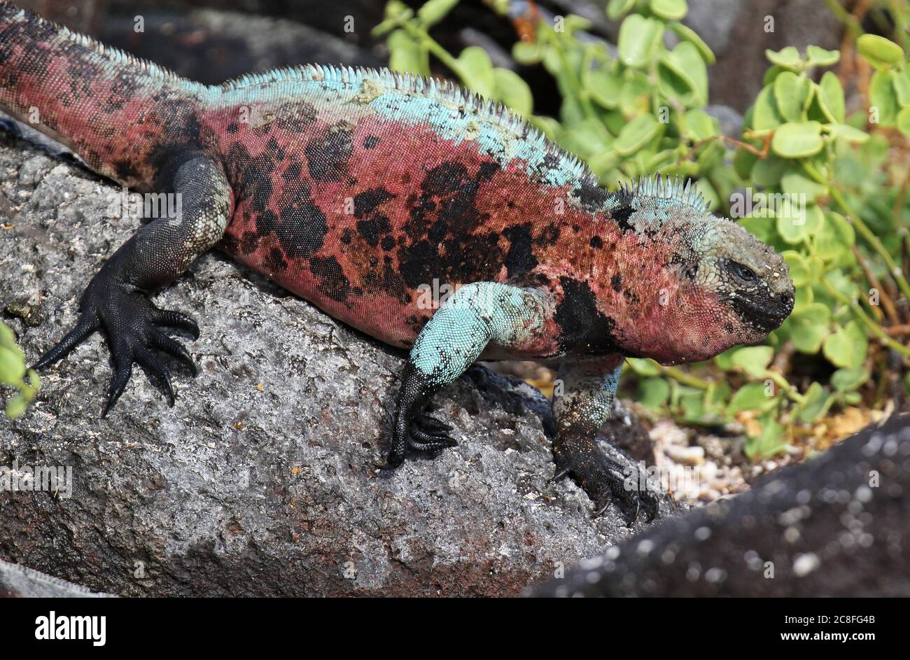 Marine-Leguan, Galapagos Marine-Leguan (Amblyrhynchus cristatus), ruhend auf dem Stamm eines Baumes, Ecuador, Galapagos-Inseln Stockfoto