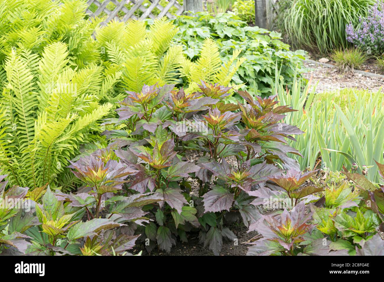 Hibiscus (Hibiscus 'Starry Starry Night', Hibiscus Starry Starry Night), Blätter der Sorte Starry Starry Night Stockfoto