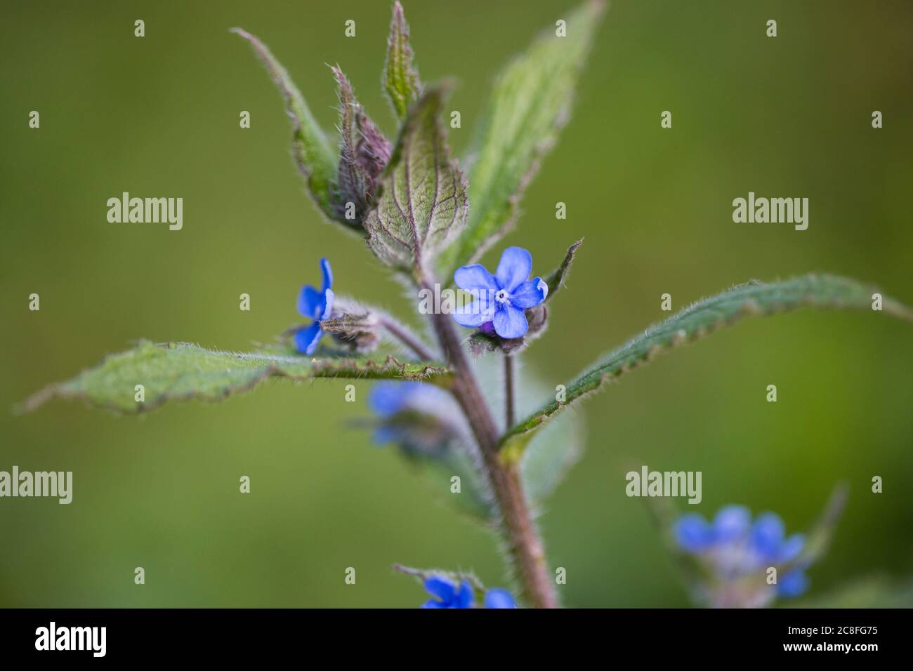 Grüner Alkanet, immergrüner Bugloss, Alkanet (Pentaglottis sempervirens), blühend, Niederlande, Drenthe Stockfoto