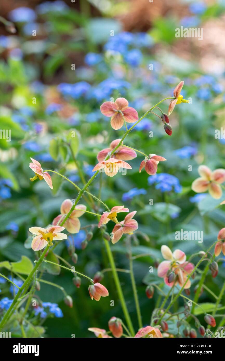 Elfenblume (Epimedium pubigerum 'Orangenkönigin', Epimedium pubigerum Orangenkönigin), Blüten der Sorte Orangenkönigin Stockfoto