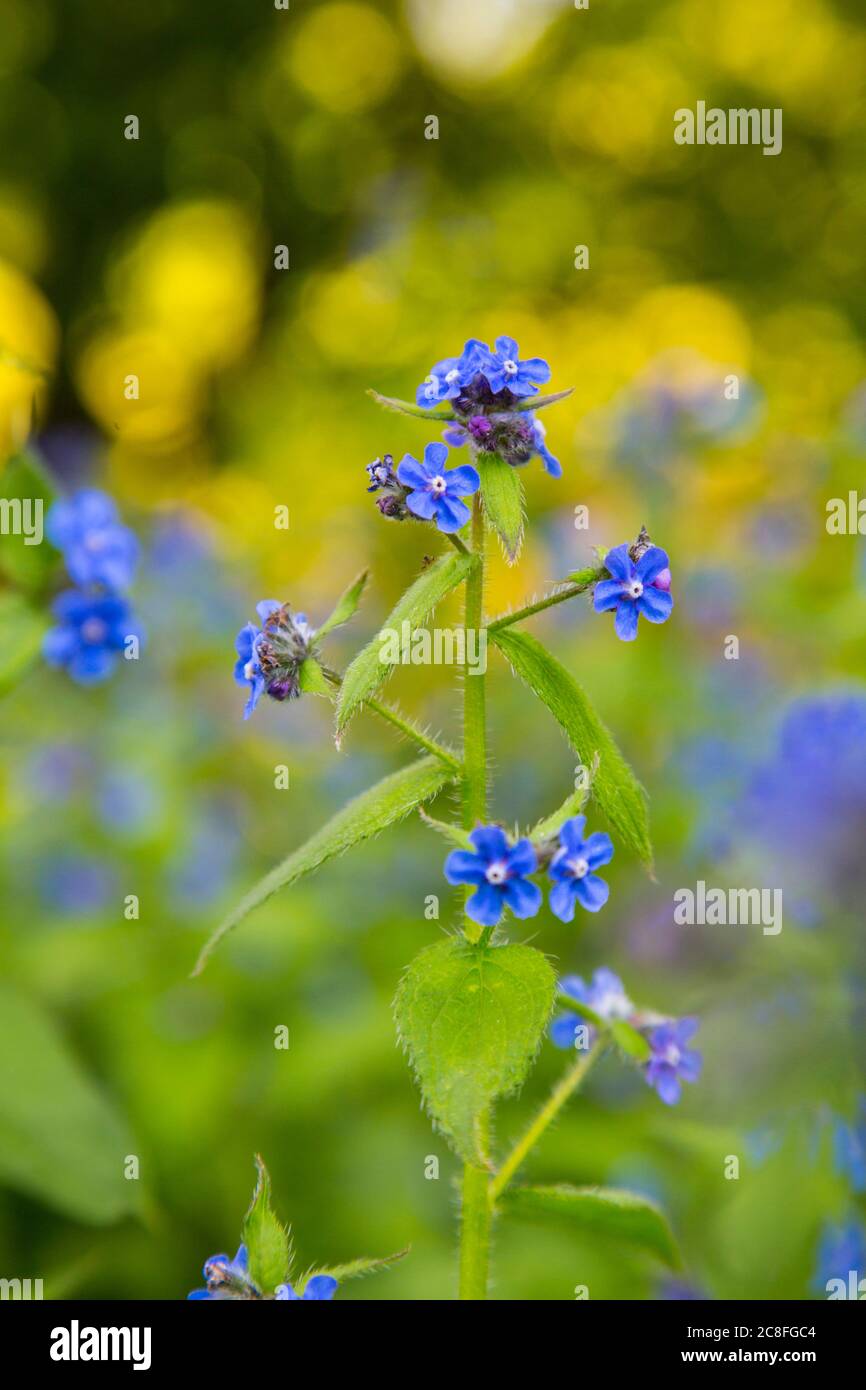 Grüner Alkanet, immergrüner Bugloss, Alkanet (Pentaglottis sempervirens), blühend, Niederlande, Drenthe Stockfoto
