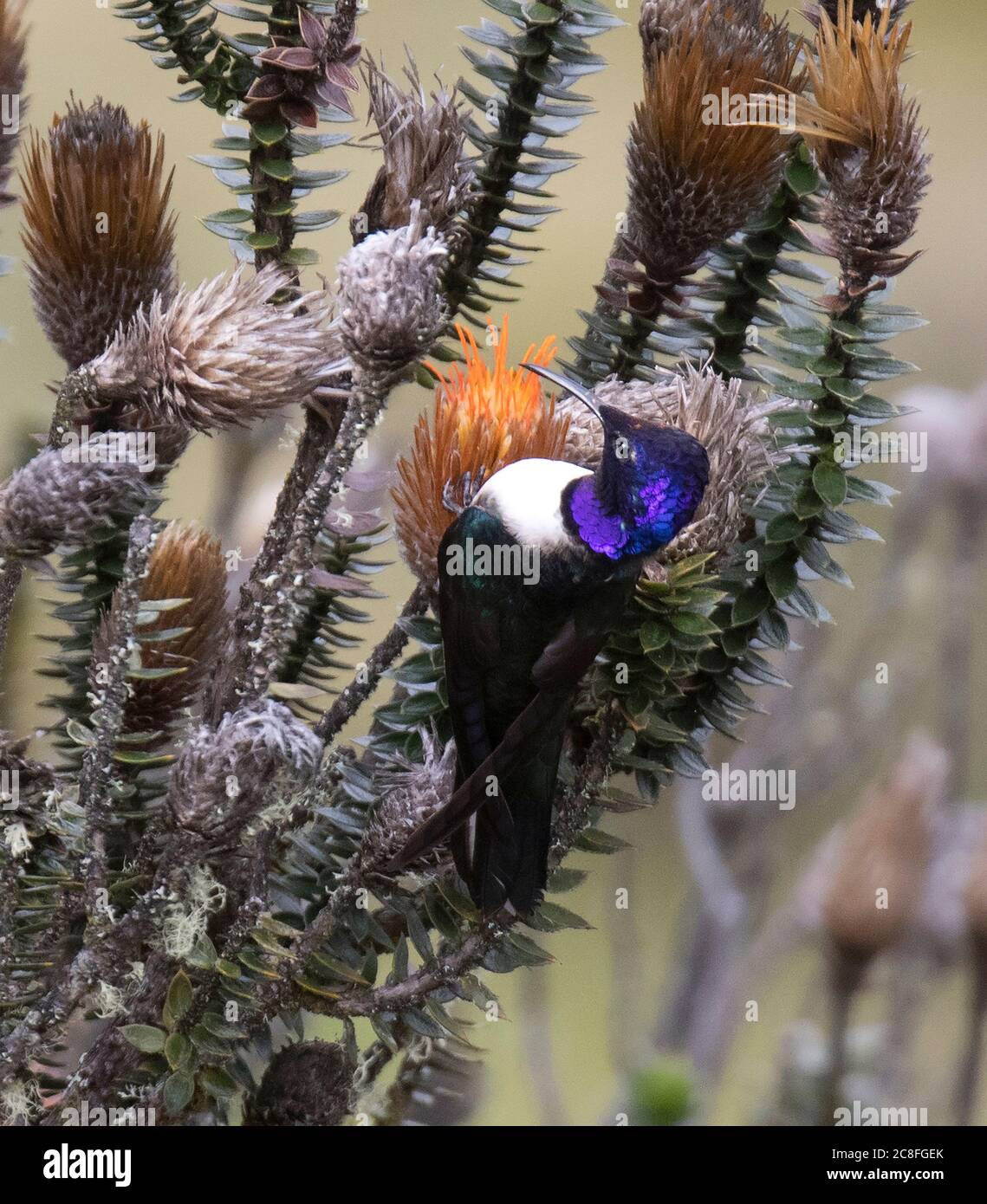 Ecuadorianischer Bergstern (Oreotropilus chimborazo), Männchen, die auf orangen Blüten des Chuquiraga-Strauches im Paramo-Hochland, Ecuador, suchen Stockfoto