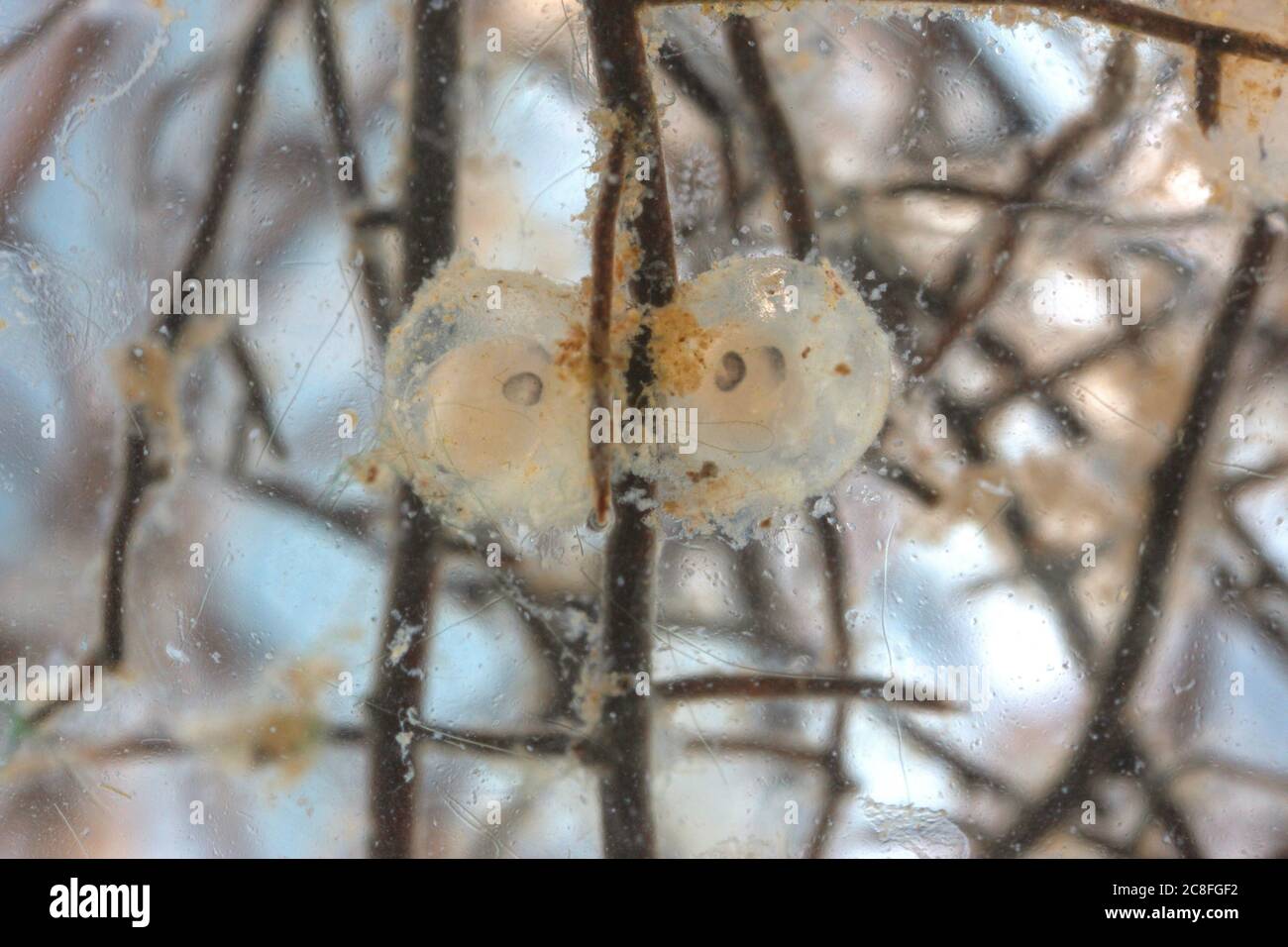 Rotauge, Balkanrösche (Rutilus rutilus, Leuciscus rutilus), laichen auf Wurzeln, Deutschland Stockfoto