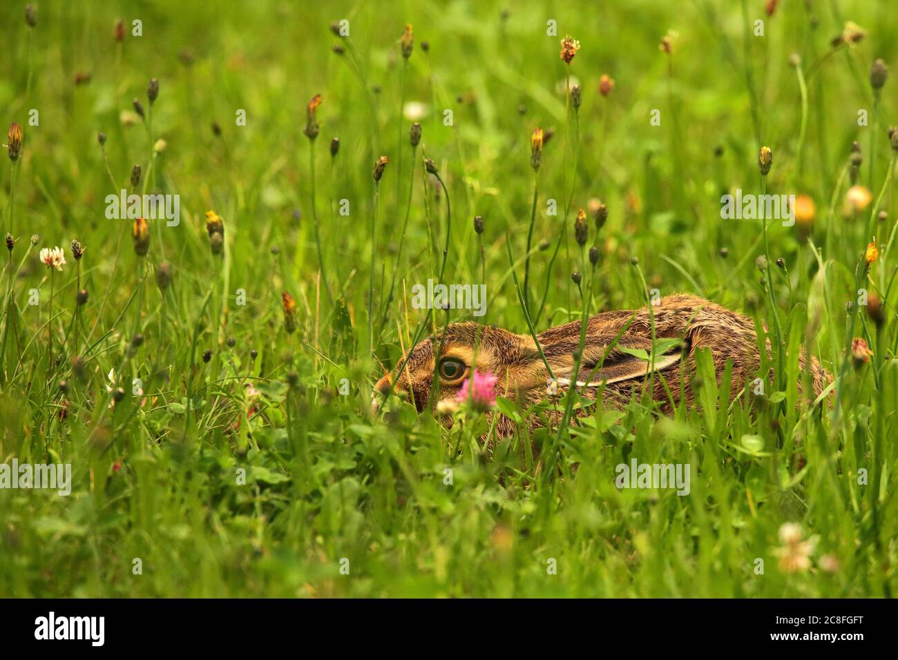 Europäischer Hase, Brauner Hase (Lepus europaeus), junger Hase, der sich ins Gras quetscht, Seitenansicht, Deutschland, Sachsen Stockfoto