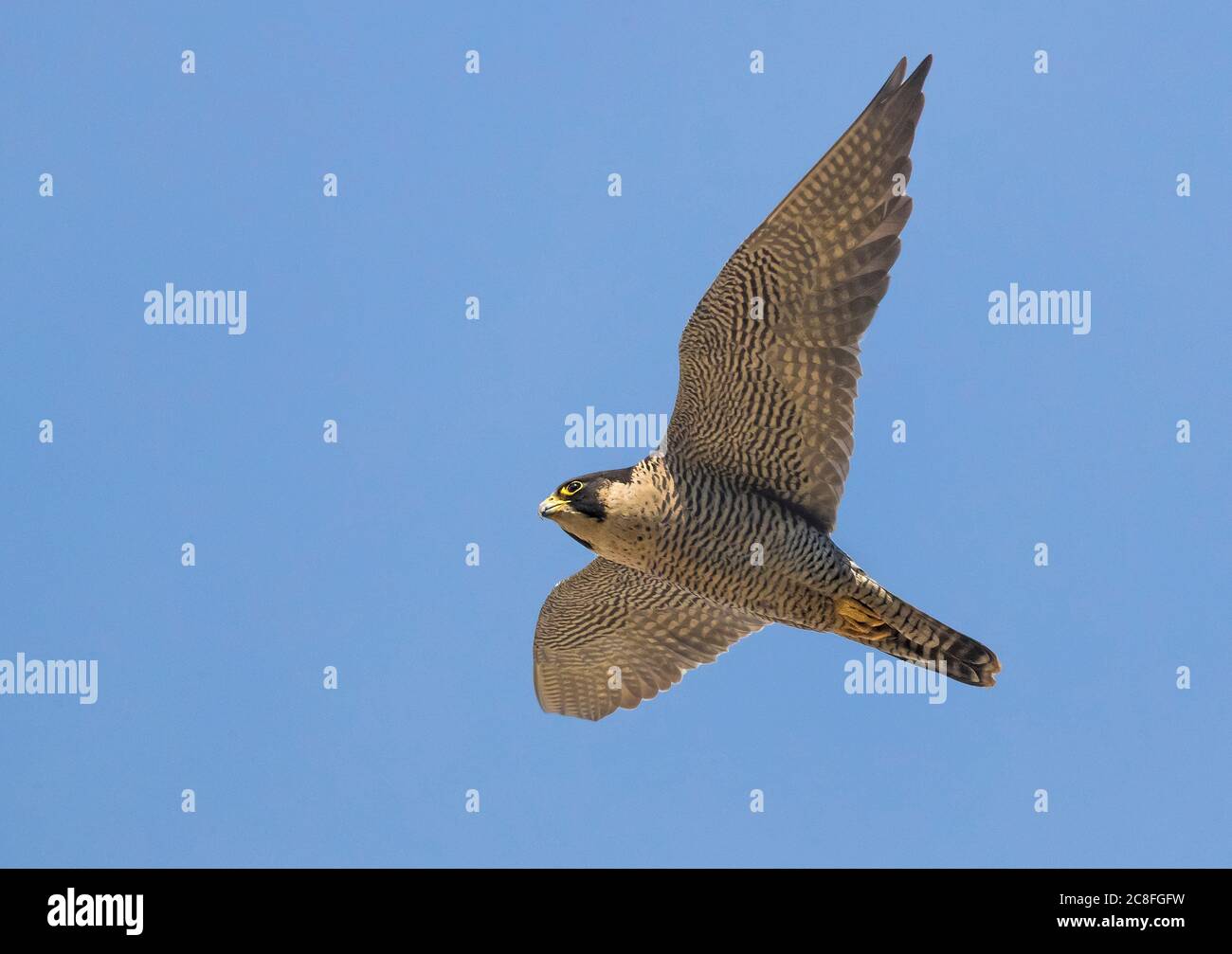 Mediterraner Wanderfalke (Falco peregrinus brookei, Falco brookei), im Segelflug, Blick von unten, Italien, Piana fiorentina Stockfoto