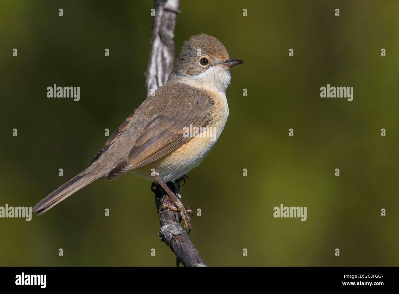 Moltonis Walmler (Sylvia subalpina), Weibchen auf einem Zweig, Italien, Monti del Pratomagno Stockfoto