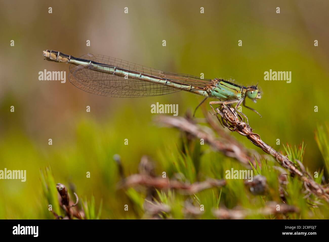 Kleine ischnura, seltene Blauschwanzdamselfly, kleiner Blauschwanz (Ischnura pumilio), Erwachsene Weibchen auf Moos ruhend, Niederlande, Noord-Brabant, Hatertse Vennen Stockfoto