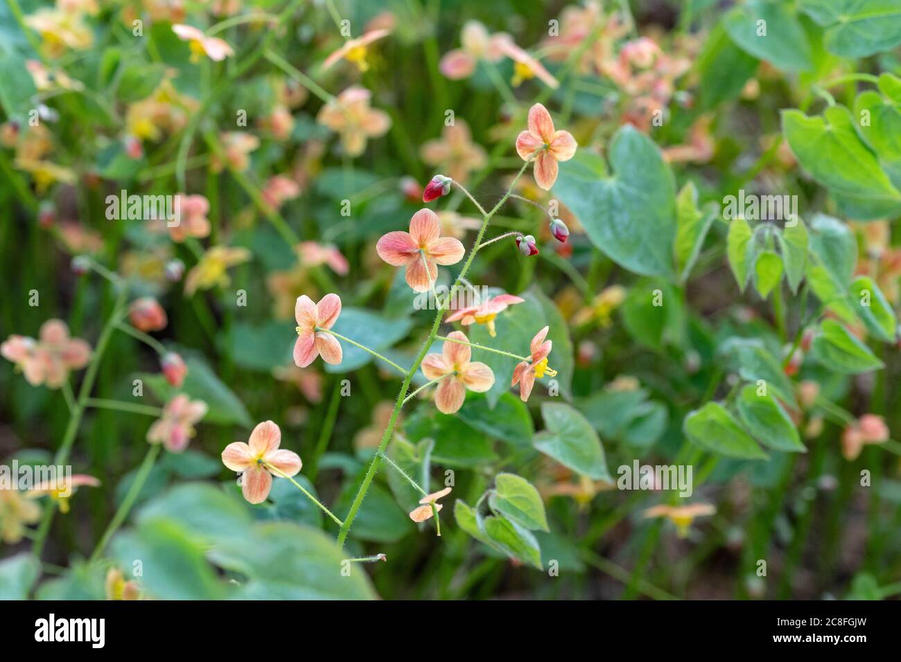 Elfenblume (Epimedium pubigerum 'Orangenkönigin', Epimedium pubigerum Orangenkönigin), Blüten der Sorte Orangenkönigin Stockfoto