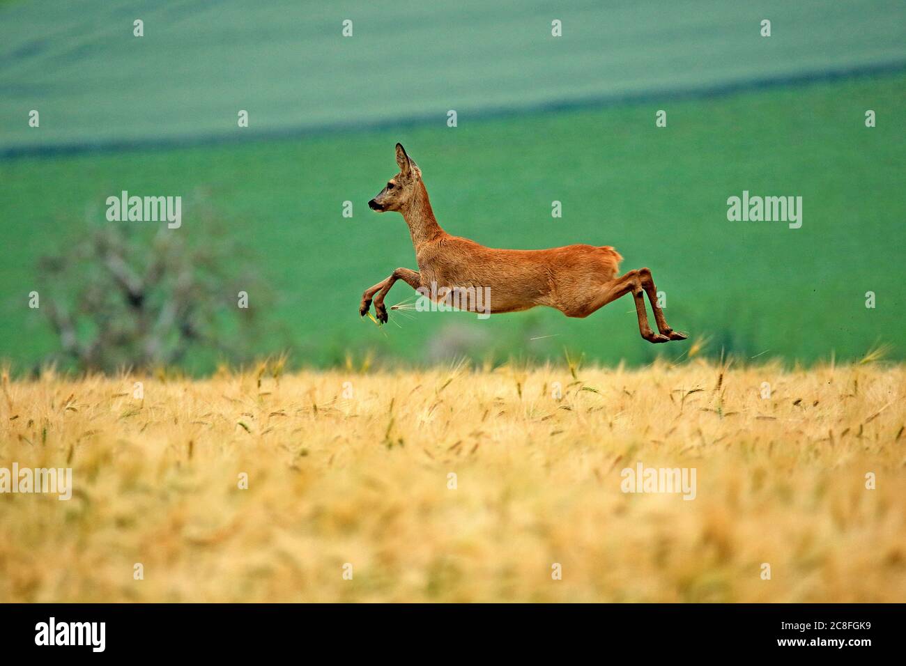 Rehe (Capreolus capreolus), fliehende Rehe in einem Getreidefeld, Seitenansicht, Deutschland, Baden-Württemberg Stockfoto