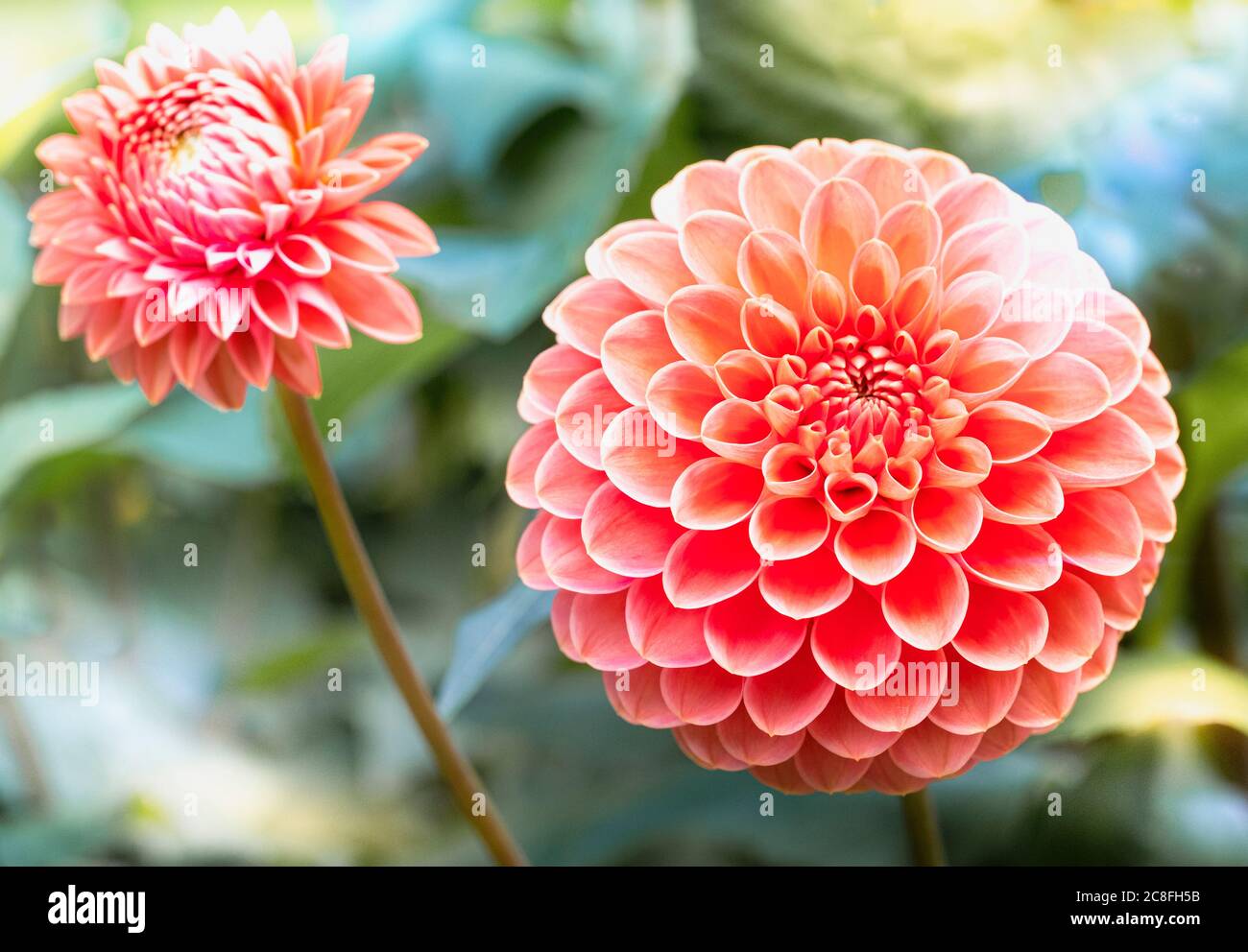 Dahlia, Dahlia 'Pom Pom', Nahaufnahme von rosa gefärbten Blüten mit Kugelform und Blütenmuster. Stockfoto