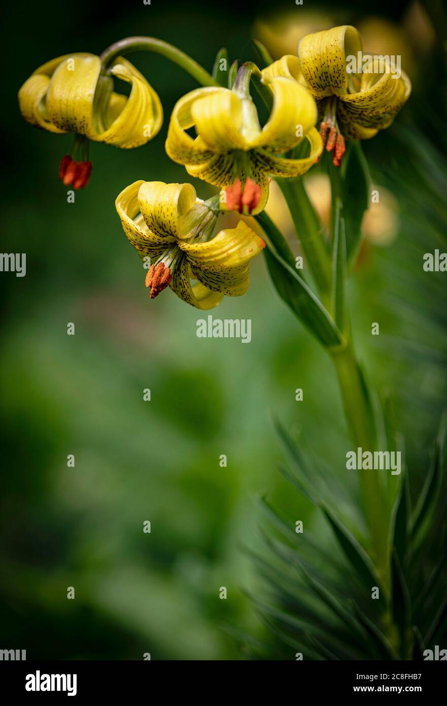 Lilie, Türkenkappe Lilie, Lilium Pyrenaicum, nahe an gelben Blüten, die im Freien wachsen. Stockfoto