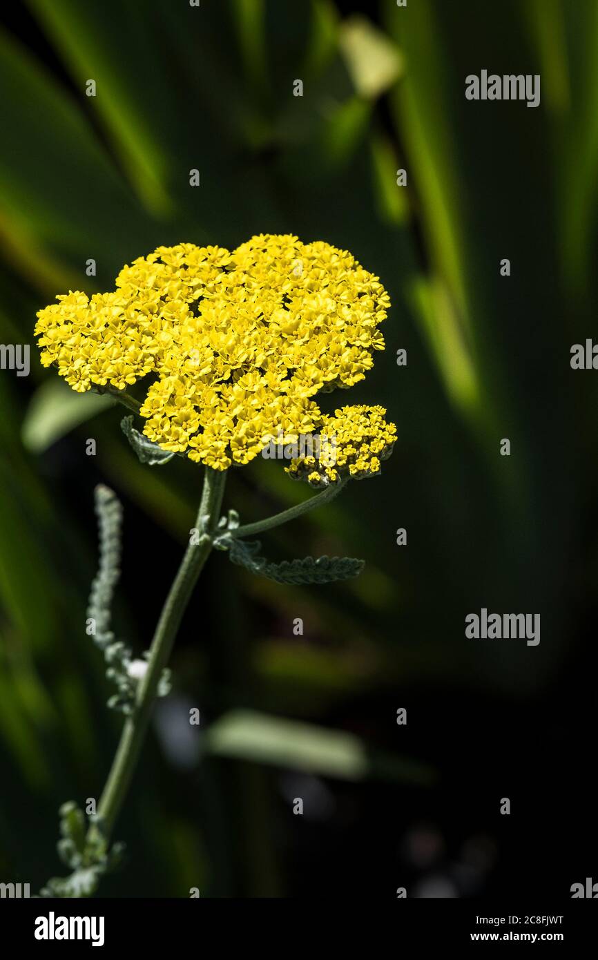 Sisyrinchium striatum Pale gelb-Augen Gras Satin Blume. Stockfoto
