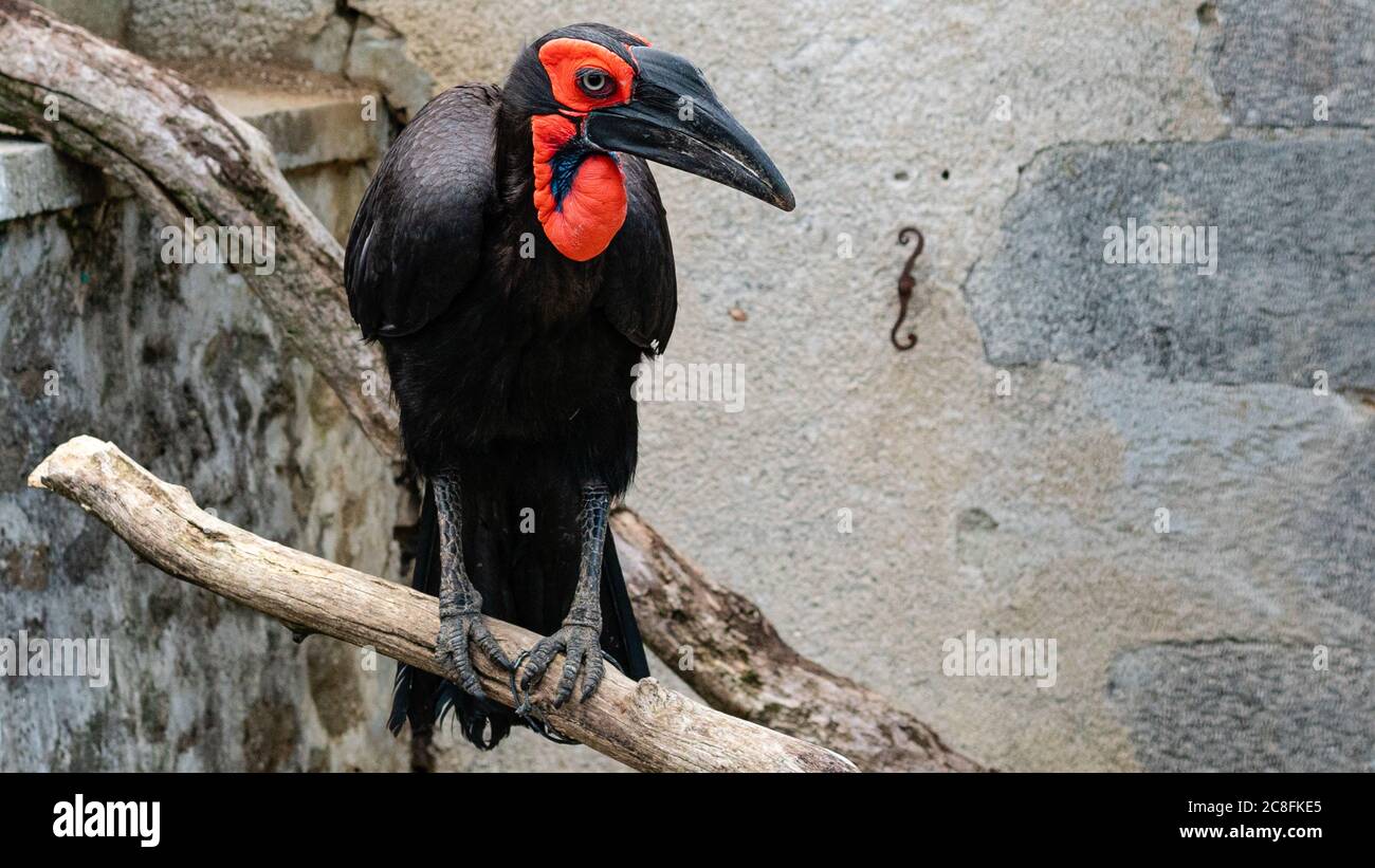 Gehockter Hornvogel in einem französischen Zoo.JUNI-2020-FRANKREICH Stockfoto