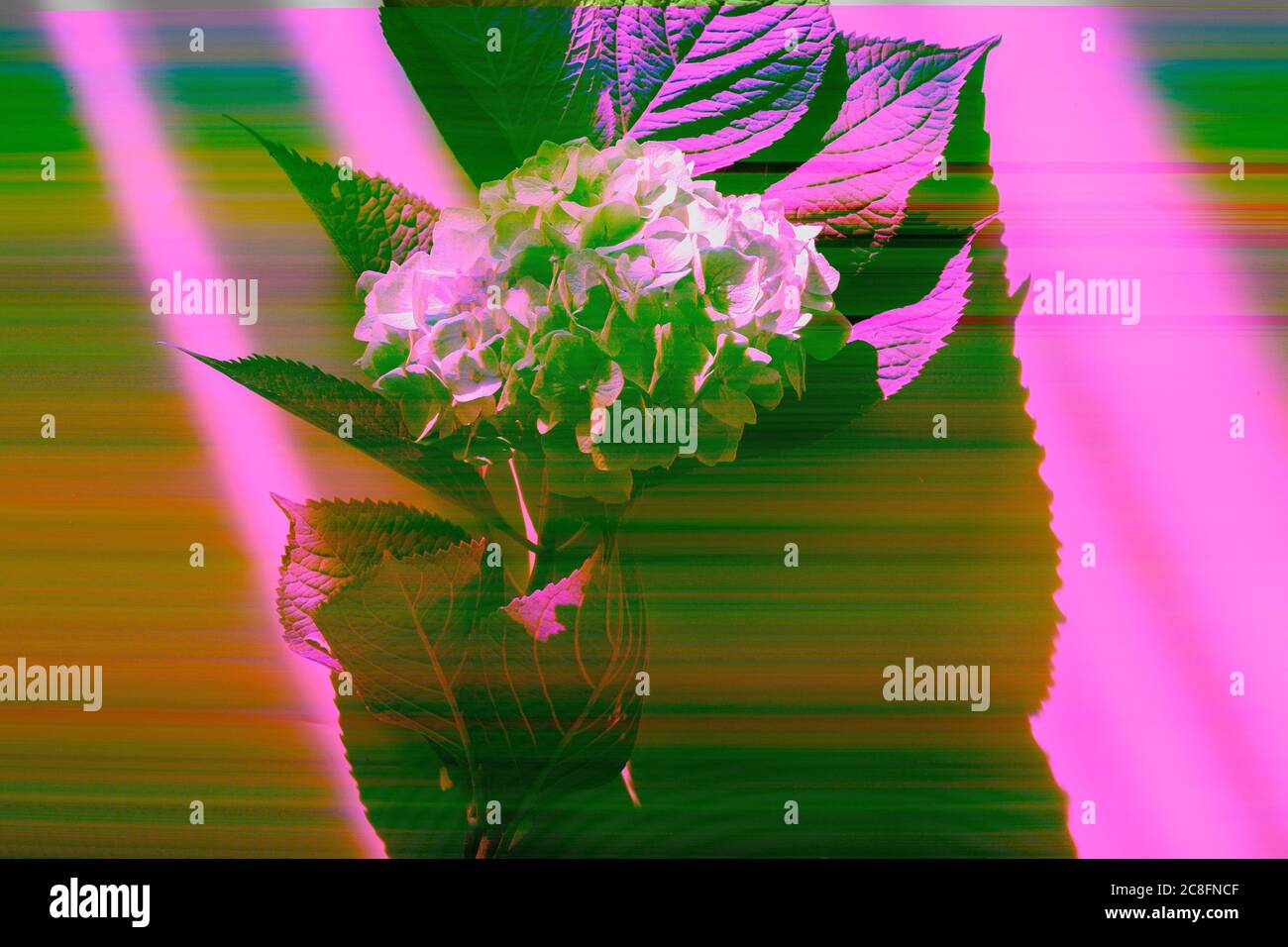 Hortensien Blumen auf grau mit digitalem Glitch-Effekt - rgb Shift, Scheiben. Bildschirmfehler. Stockfoto