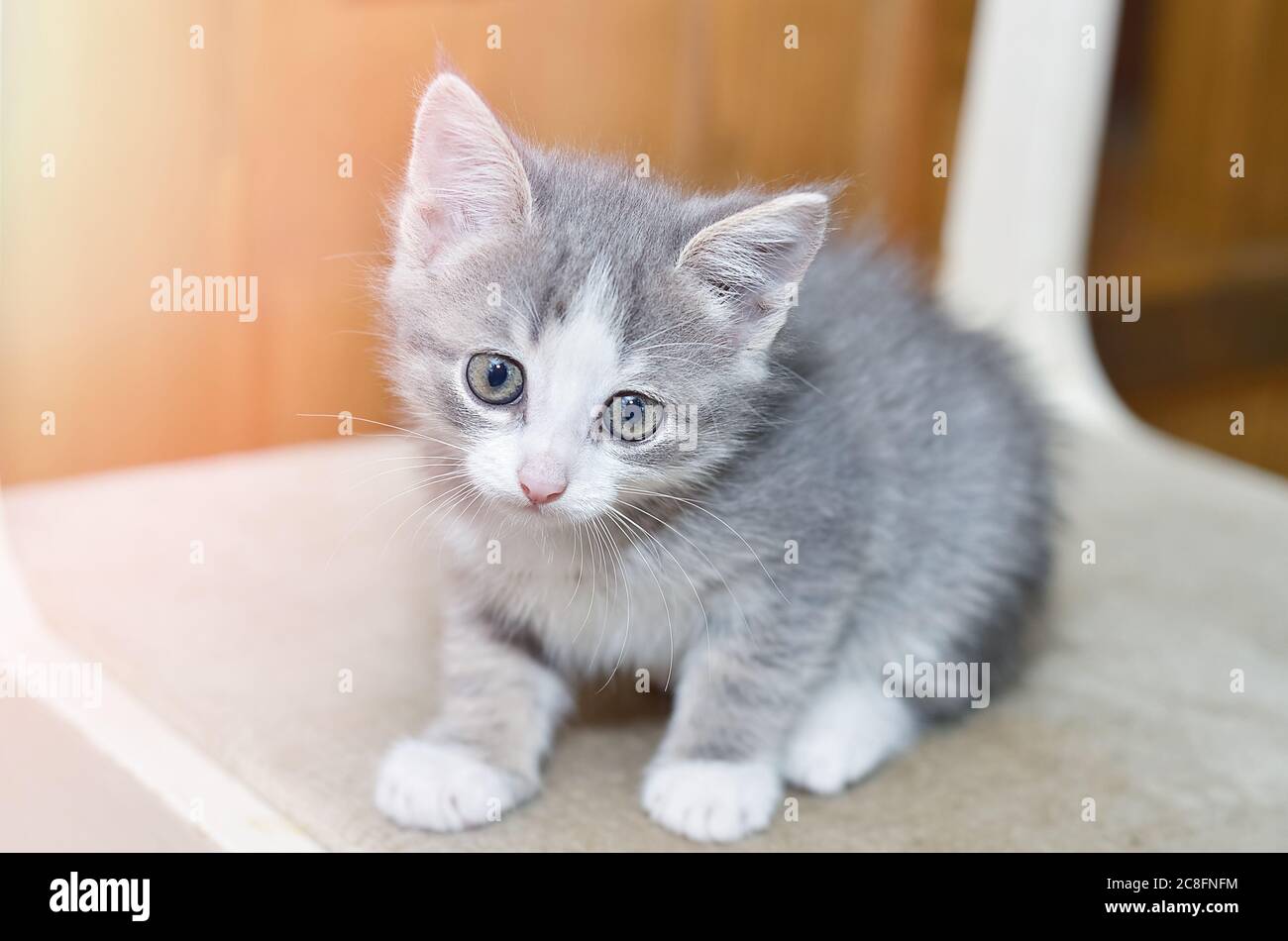 Ein kleines rauchiges Kätzchen sitzt auf einem Stuhl und sieht traurig aus Stockfoto