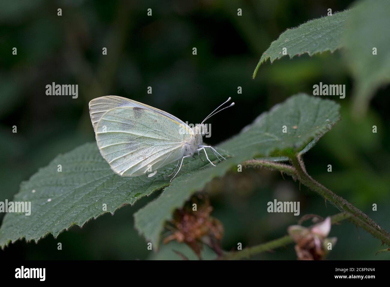 Großer Kohlweißling (Pieris Brassicae) Stockfoto