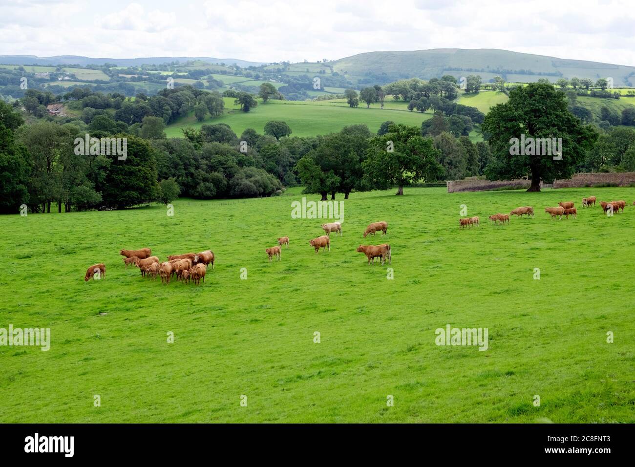 Blick auf walisische Rinder, die im Sommer in der Farmlandschaft und auf Feldern im Cwm Rhaeadr Tal bei Cily Cwm Carmarthenshire Wales UK KATHY DEWITT stehen Stockfoto