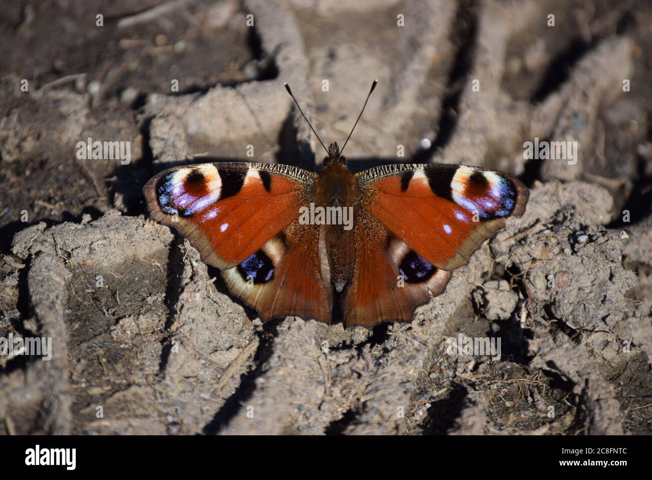 pfauenschmetterling, der auf Schlamm ruht Stockfoto